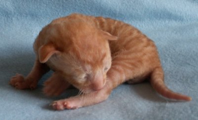 Dschadi's Space Cowboy