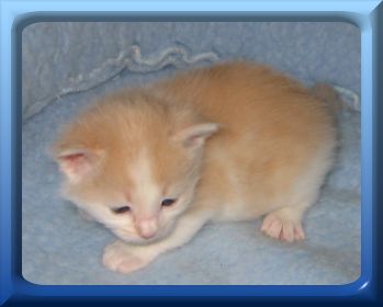 Dschadi's Riff Raff 3 weeks