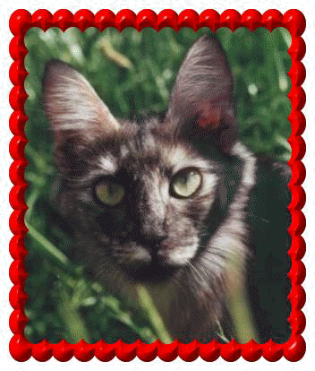 Ch. Hosca kal Desert Rose