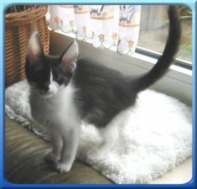 Dschadi's Voodoo Vibration